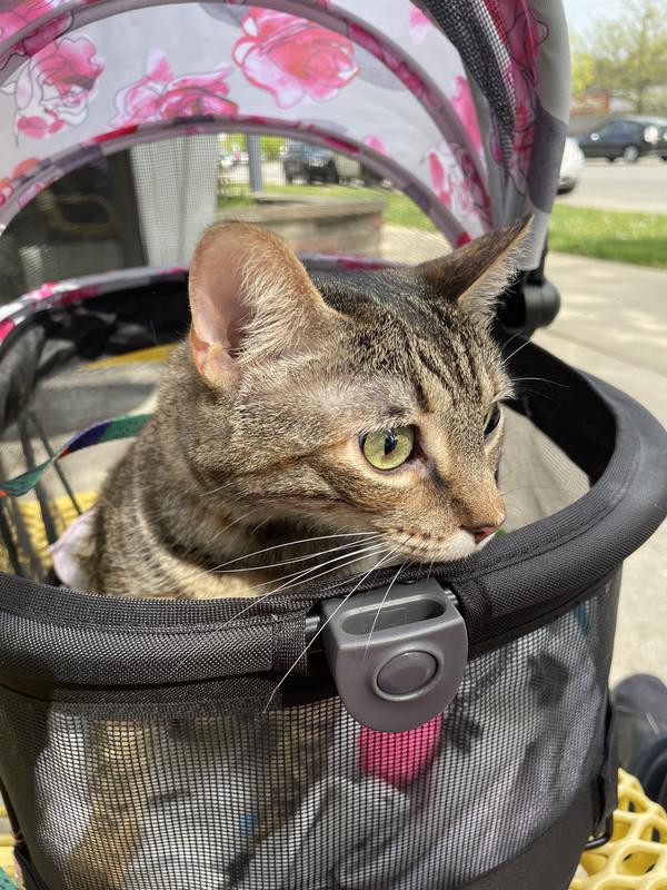 PET GEAR VIEW 360 Dog & Cat Carrier Bag, Black