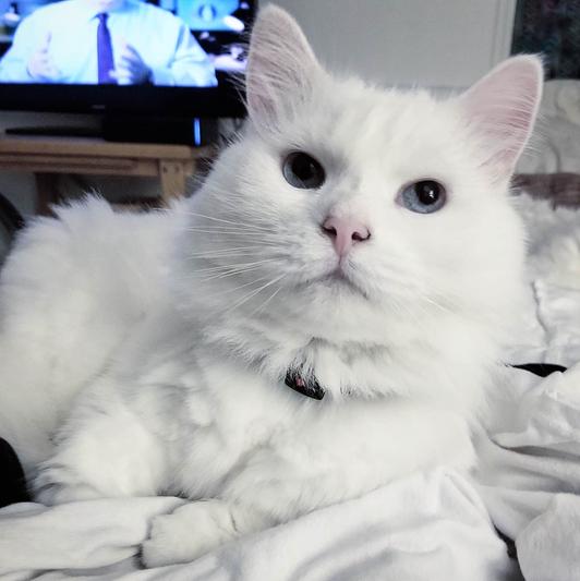 #princessxenadora