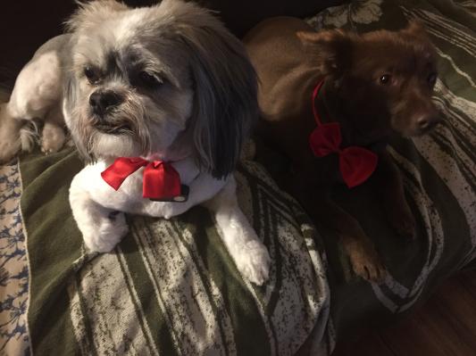 Happy pups.
