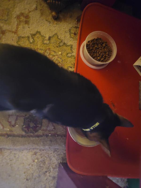 Bella is happily feasting on her Tuna in gravy