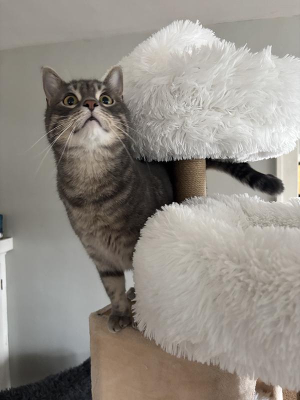 Cosmo is *big* and doesn’t look giant next to it! And fits on all the platforms!