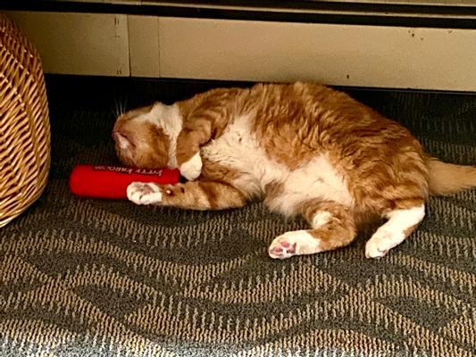 Product Reviews for FRISCO Crinkle Kitty Kaboom Kicker Cat Toy