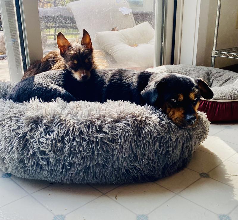 Rory with little Francis. Rory is a great big sister to two pups and many cats!