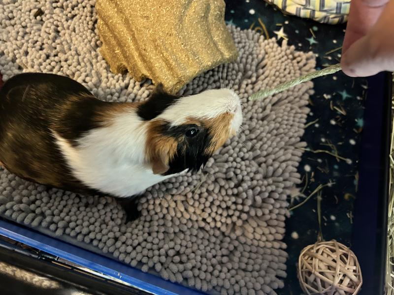 Boo is a BIG fan of timothy flowers!