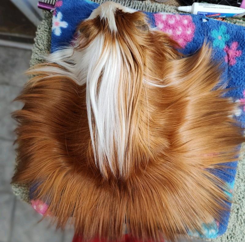 Silkie Satin