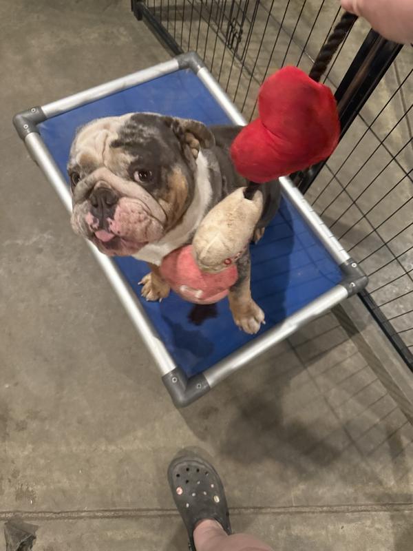 It was immediately slobbery and dirty…