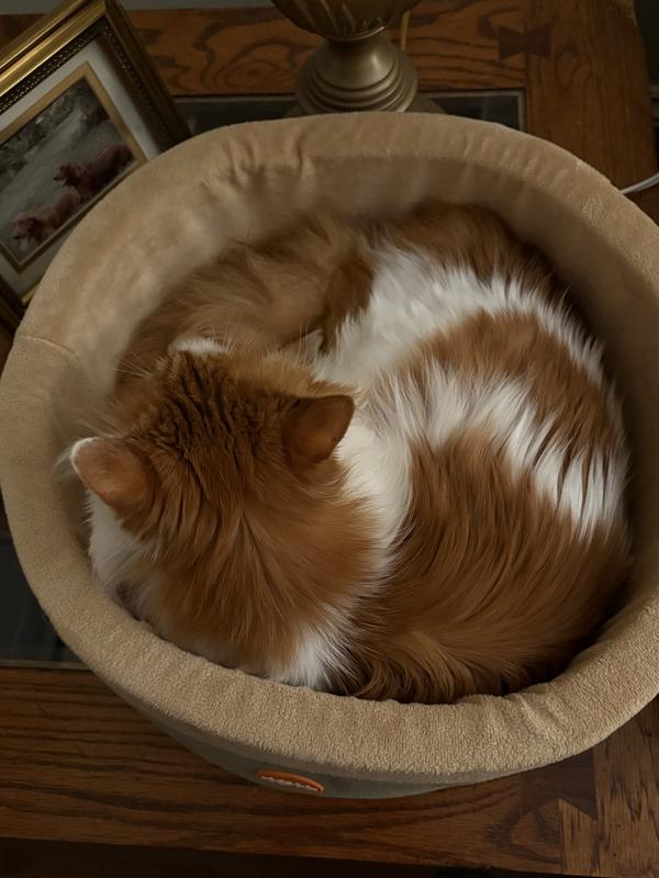 Tails in his new Thermo- Kitty bed