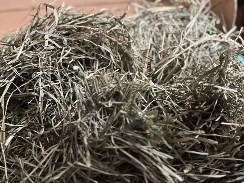 Timothy hay stems hard brown mixed with green stems 3ft long