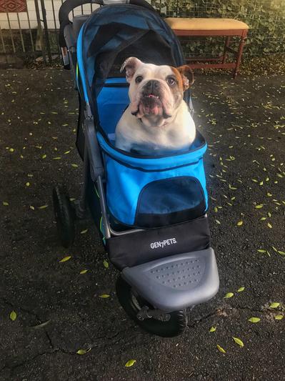 Discontinued - GEN7PETS Jogger Pet Stroller, Pathfinder Red - Chewy.com