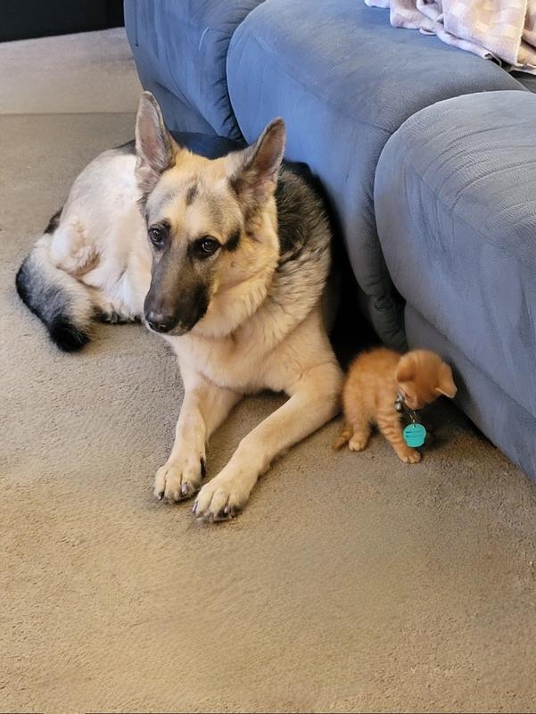 My 9yr old GSD