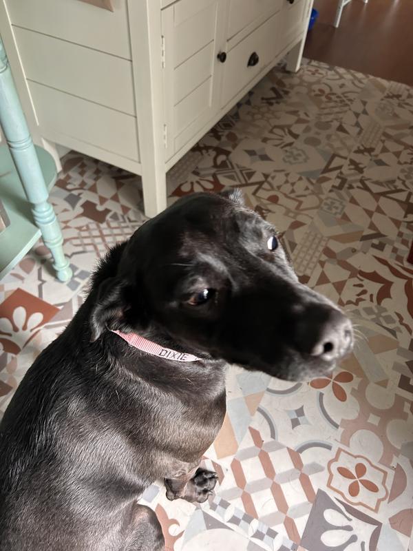 Dixie loves her new collar!
