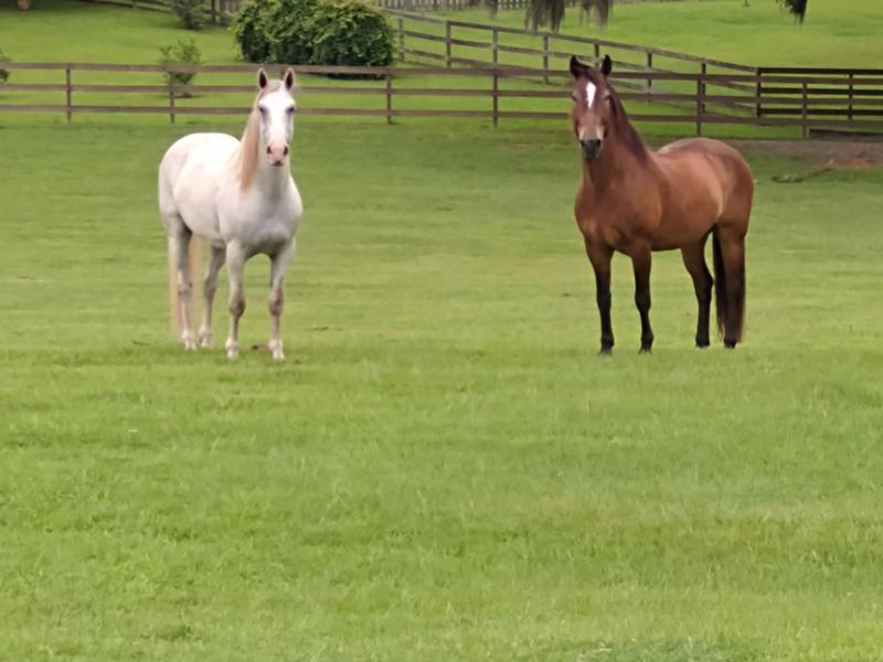"Diesel" and "Denver", my 2 Mustangs LOVE this stuff!!  They are VERY shiny!