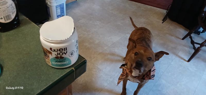 I opened the package and Doof came running into the kitchen, he could smell them.