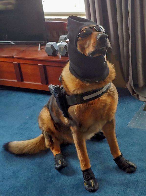 Grizzly, the working dog