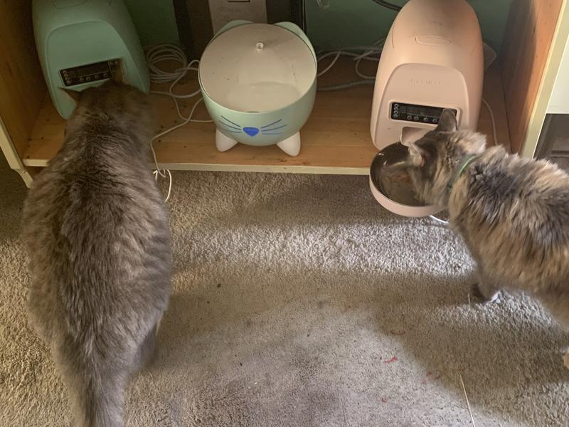Two out of two cats approve