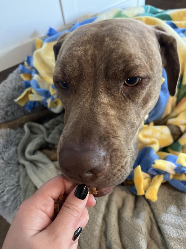 BONES & CHEWS All Natural GrainFree Jerky Made with Real Beef Dog