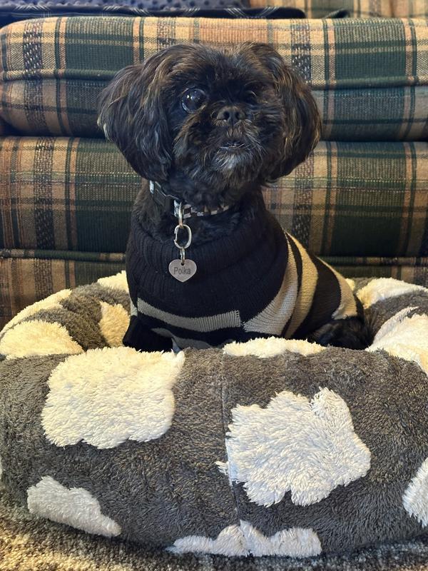 Poika on his Pillow Bed, from Chewy