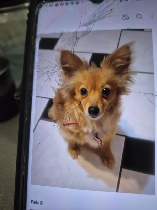 She has trained herself to help me with my new handicap.