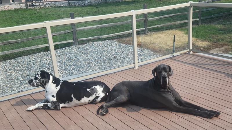 Sister & Brother 3yo; 170# ea European Great Danes