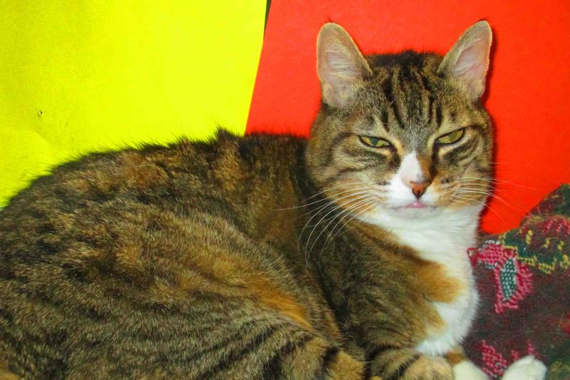 Our cat awaits her treats from Chewy !!