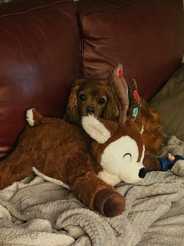 She's making sure our other dog and cat aren't trying to steal it