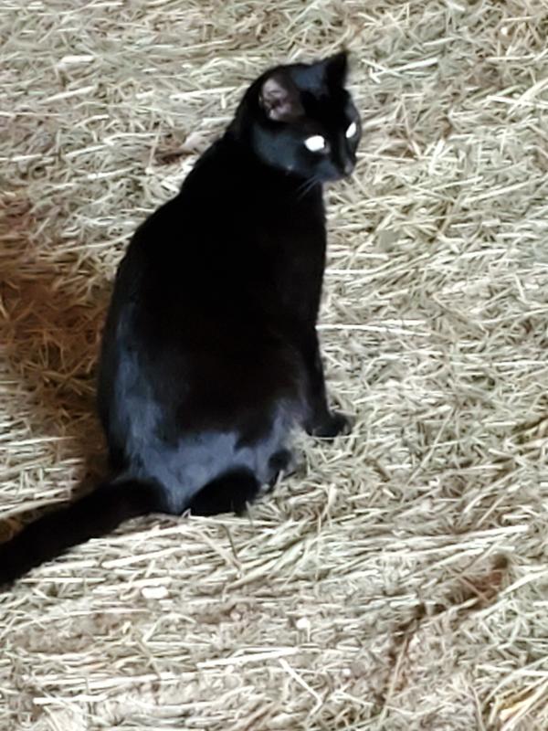 Some of our barn cats