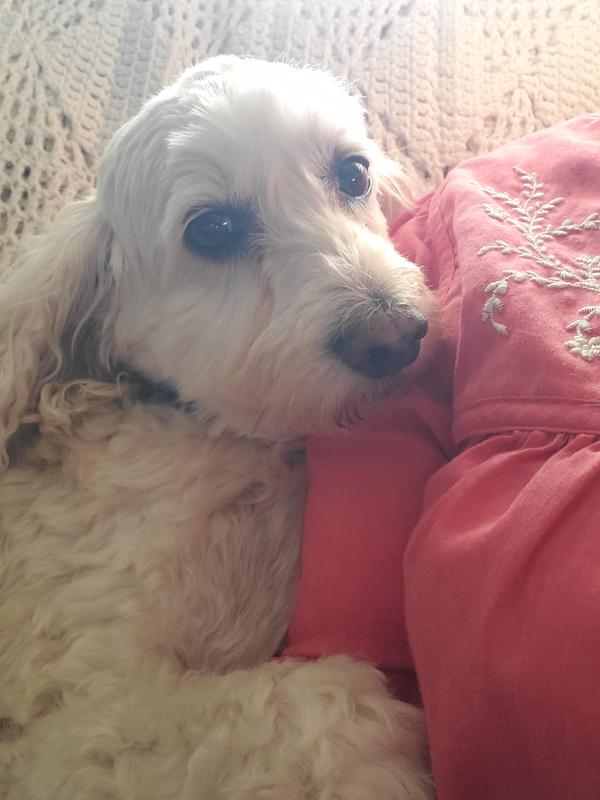 Matthew after eating his supper of Wellness.