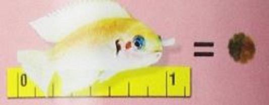 Cichlid comparison to food