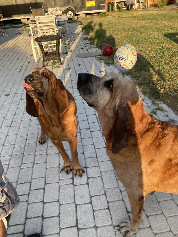 Birthday bloodhound brothers