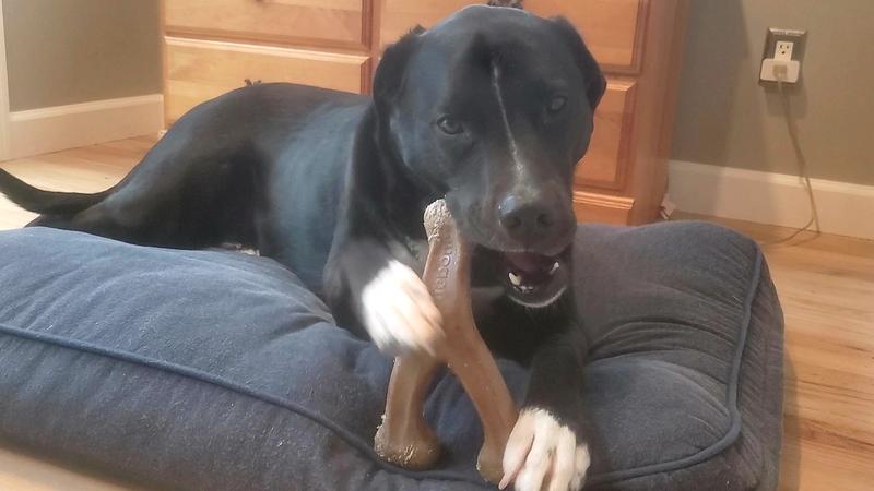 Benebone Bacon Flavor Wishbone Tough Dog Chew Toy