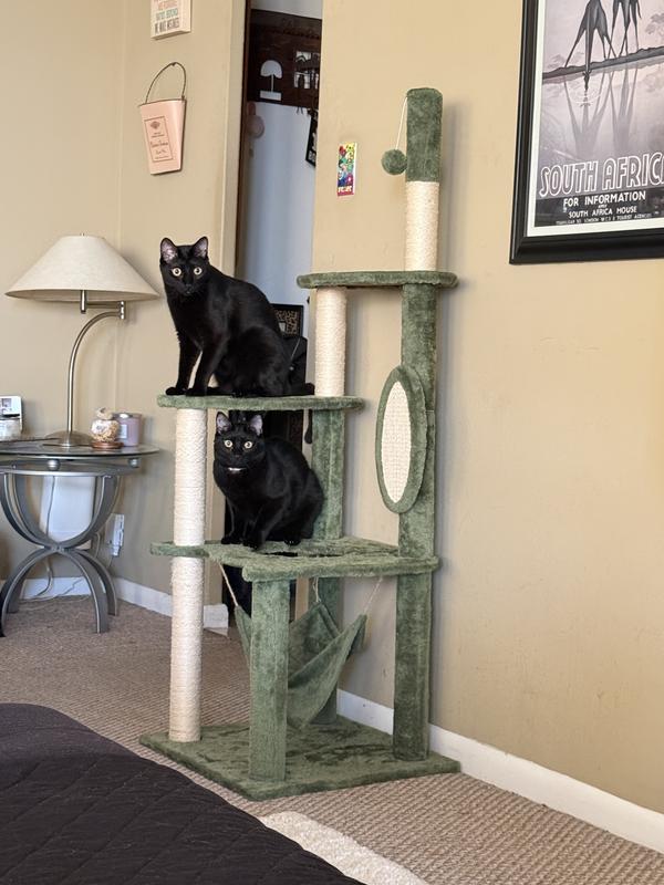 Happily playing on their kitty climber!
