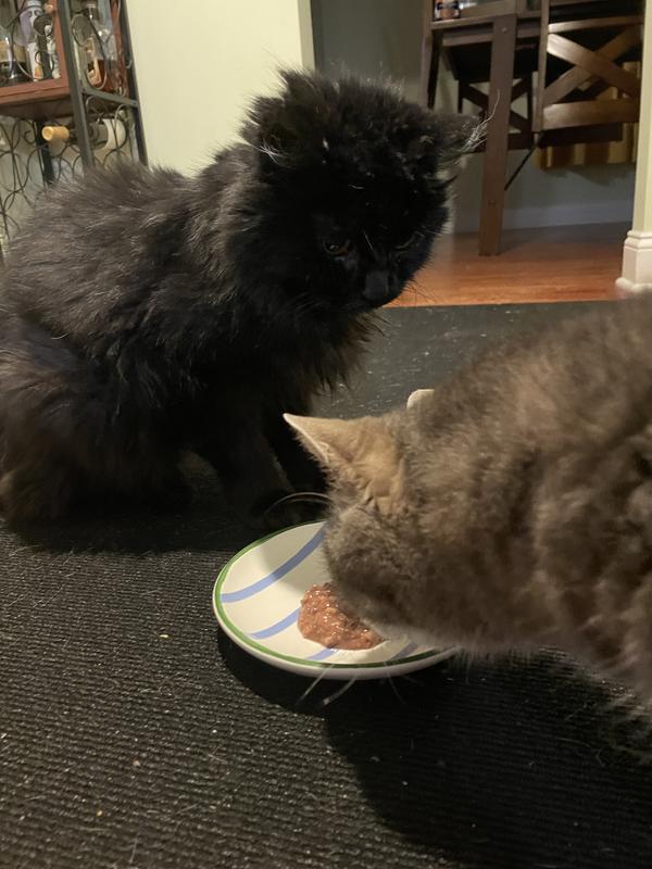 Fish was very happy to help Bear Come on out, finishing his portion