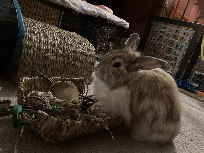 Hoppy Radagast!