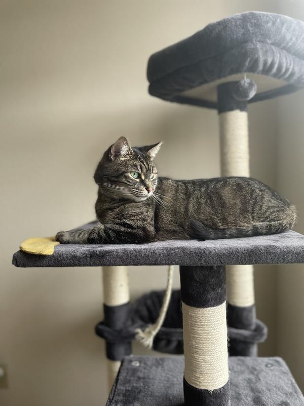 FRISCO 59-in Faux Fur Cat Tree & Condo, Dark Charcoal - Chewy.com