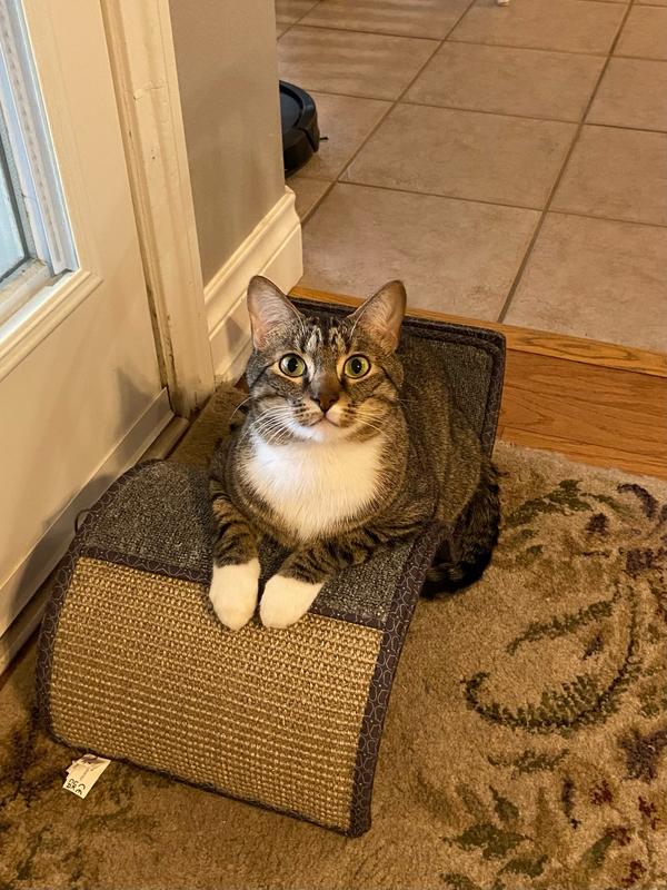 Kiwi’s new favorite