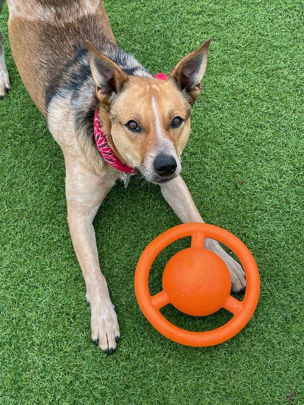 Kong Jumbler Tri Dog Toy Interactive Dog Ball KONG Jumble Disc