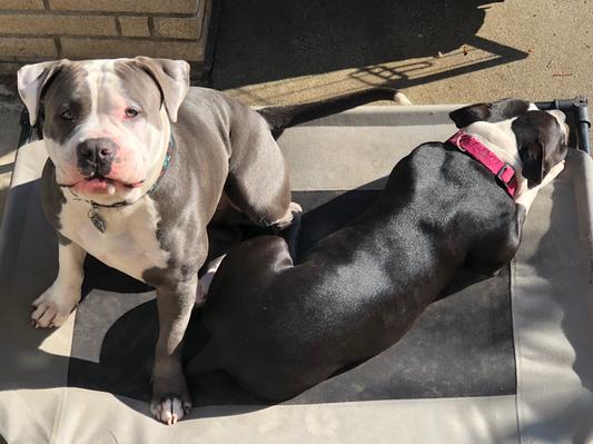 Nice shiny coats
