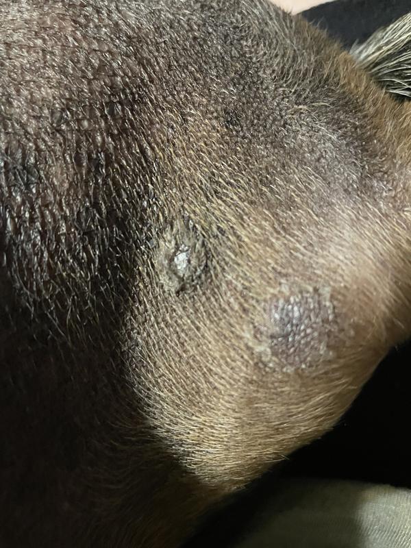 Waylon’s skin before using this product
