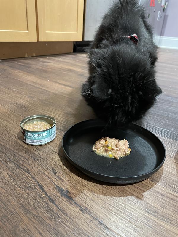 Bear sniffed and passed