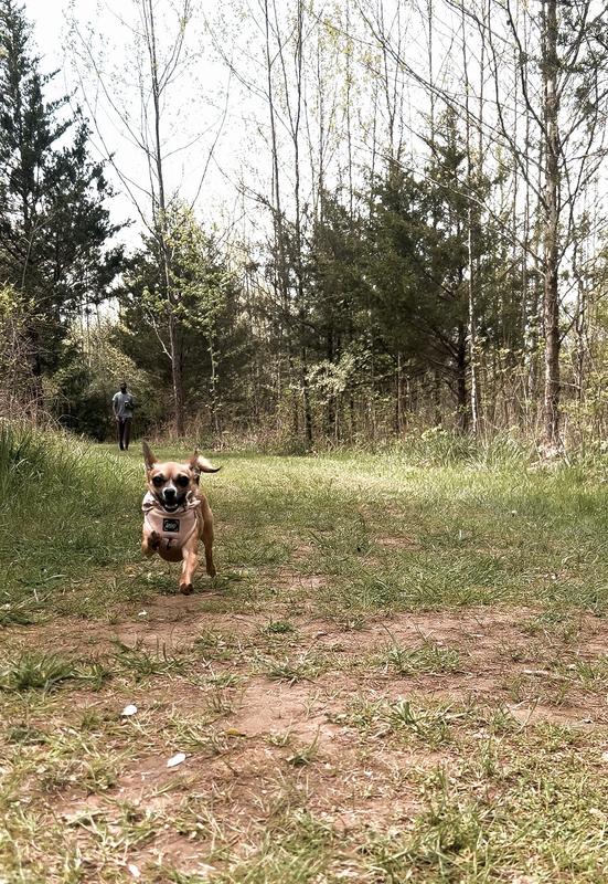 Zuri the Chihuahua running carefree in nature