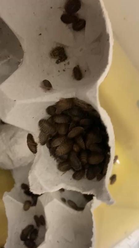 that's just one egg cave out of 3 egg carton flats amazing!!