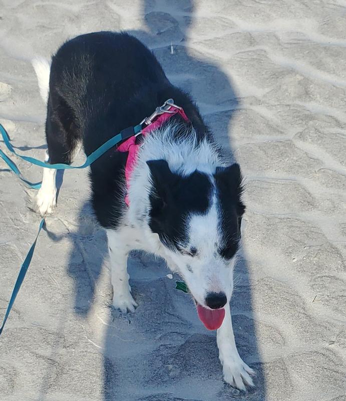 Luna Service Dog