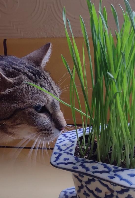 Chewy cat outlet grass