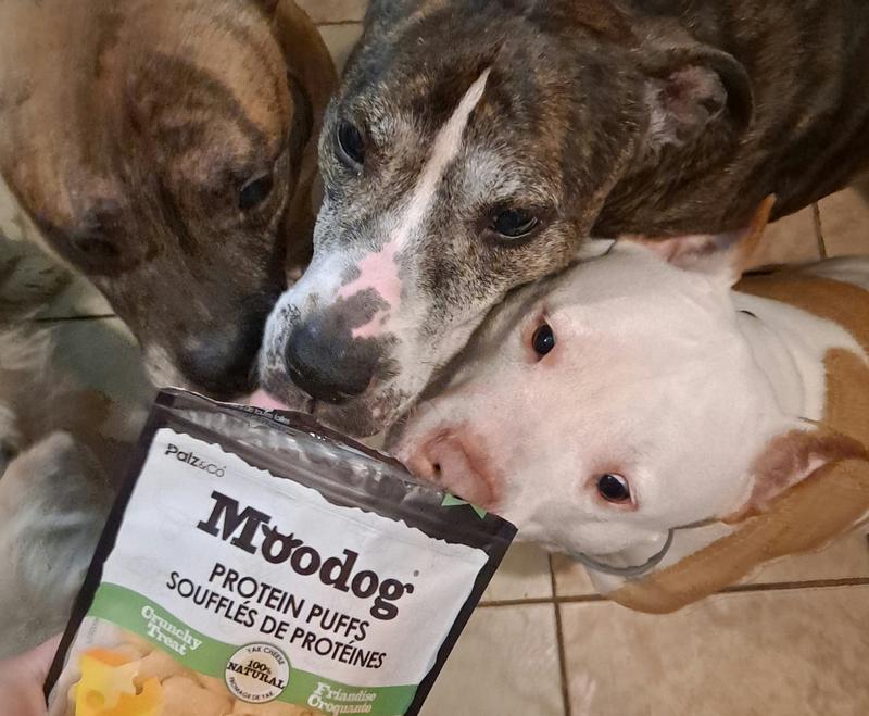 Dog intrigued by smell