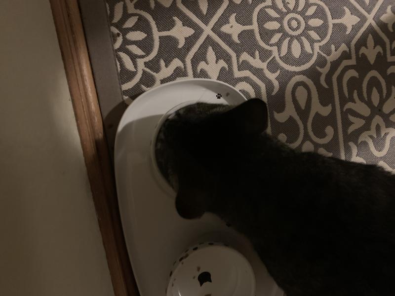 here you can see he can fit his whole face in the bowl