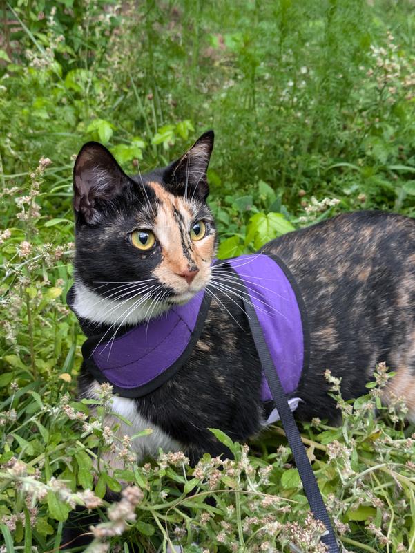KITTY HOLSTER Cat Harness Purple Medium Large Chewy