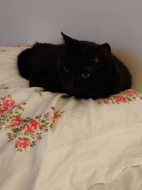 Angelica aka Little Lady