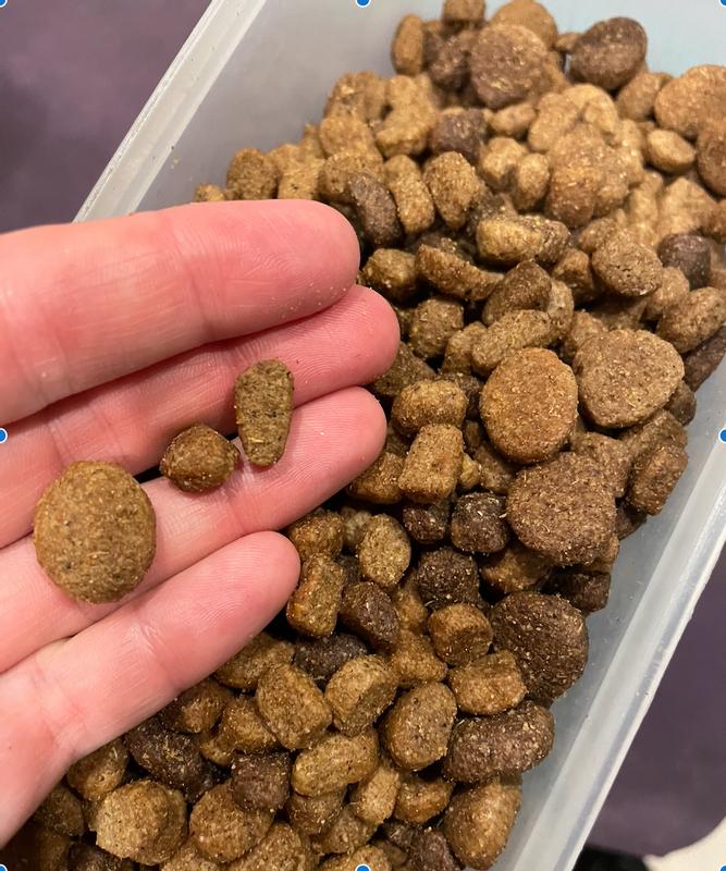 Kibbles in my hand to the right are the size all kibbles should be.