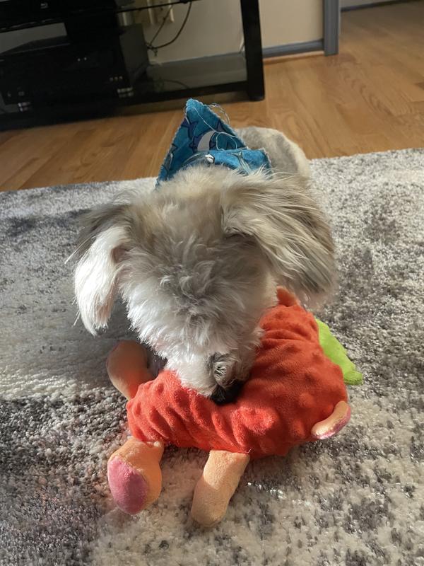 Teddy’s favorite toy!