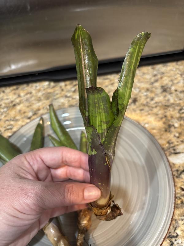 Photos were taken after attempting to rehydrate the bromeliads. The perked up a little.